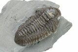 Long Prone Flexicalymene Trilobite Meeki - Monroe, Ohio #224888-4
